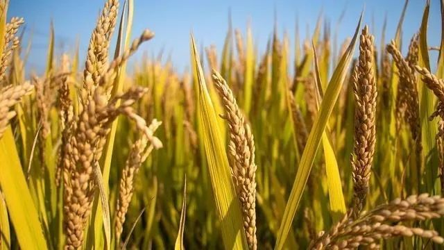 少妇被又大又粗又爽久久