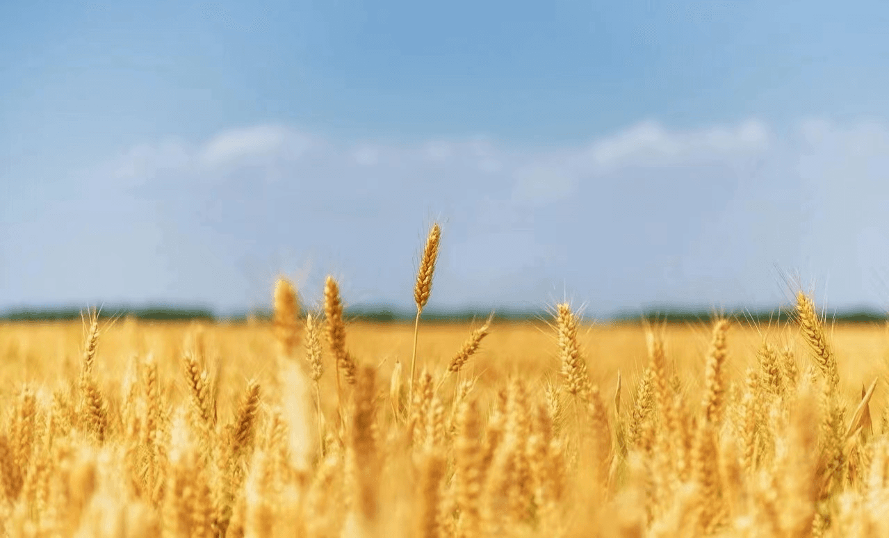 少妇被又大又粗又爽久久