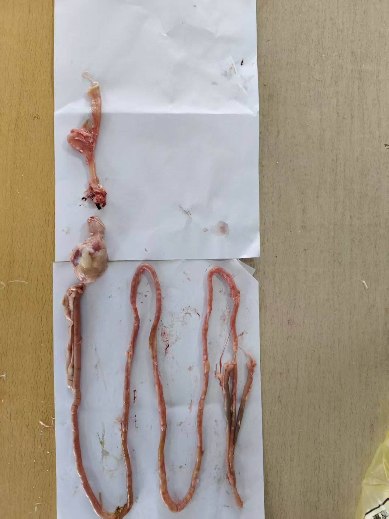 少妇被又大又粗又爽久久