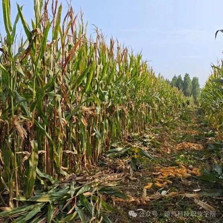 少妇被又大又粗又爽久久