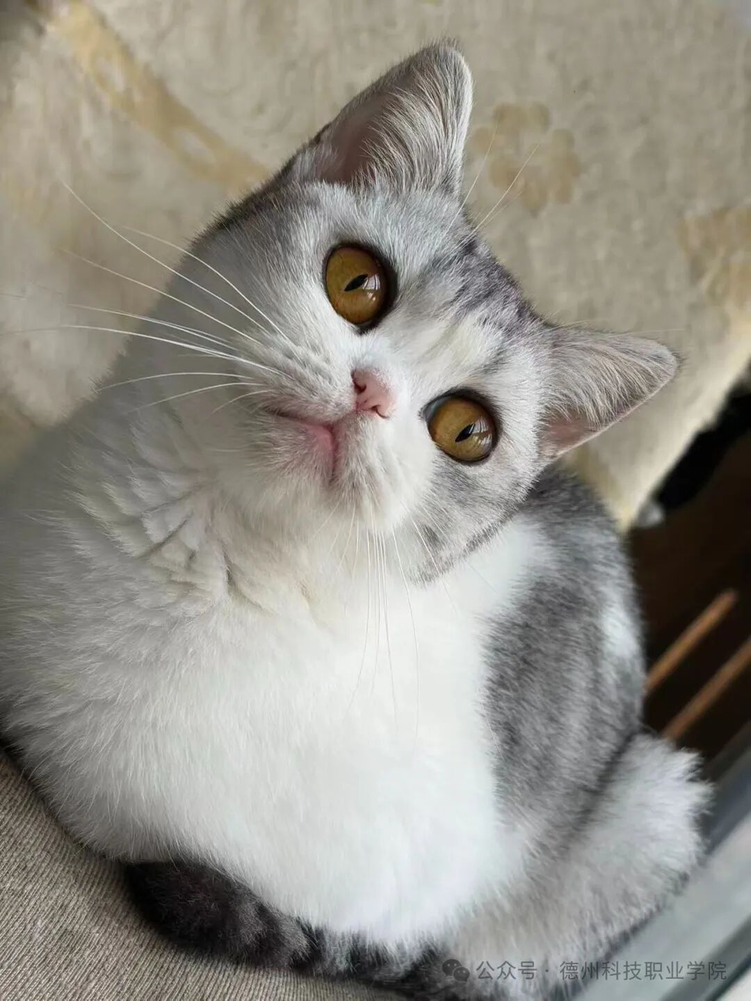 少妇被又大又粗又爽久久